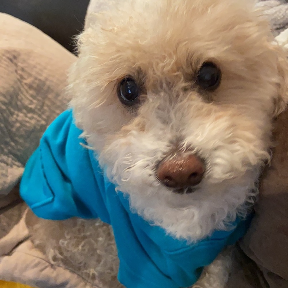 Meet your Posher, Fawn